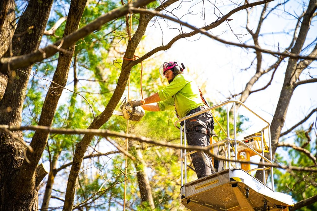 Why Ruskin Trees Need Fertilization More Than You Think (And How to Do It Right)